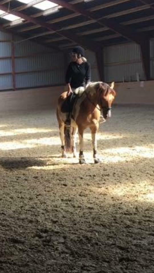 Anden særlig race Scirocco billede 29