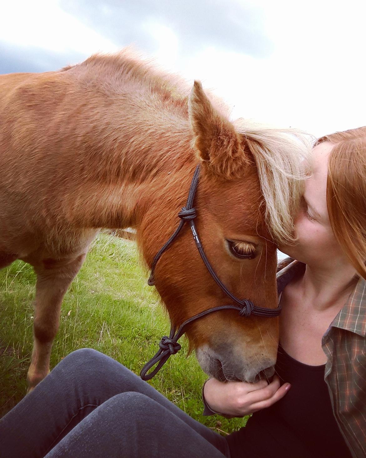 Shetlænder Flintdales Bjørk R.I.P  - Hygge efter lidt træning <3  billede 3