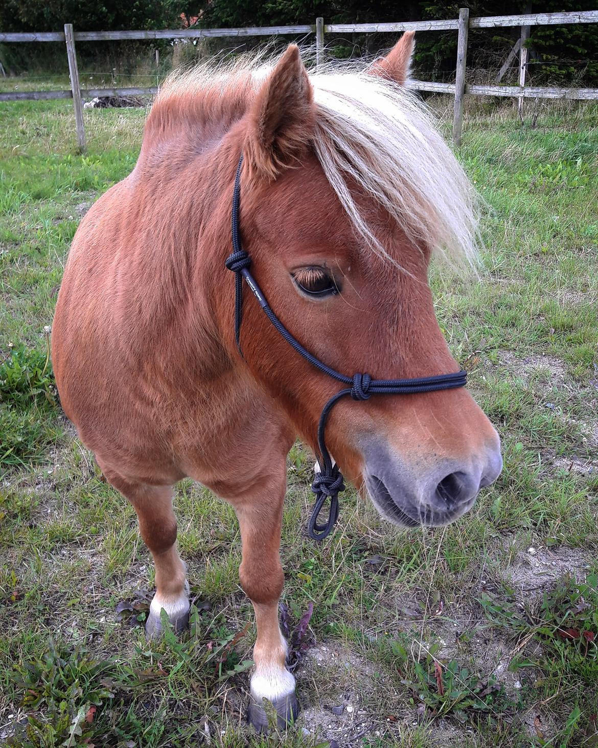 Shetlænder Flintdales Bjørk R.I.P  billede 4