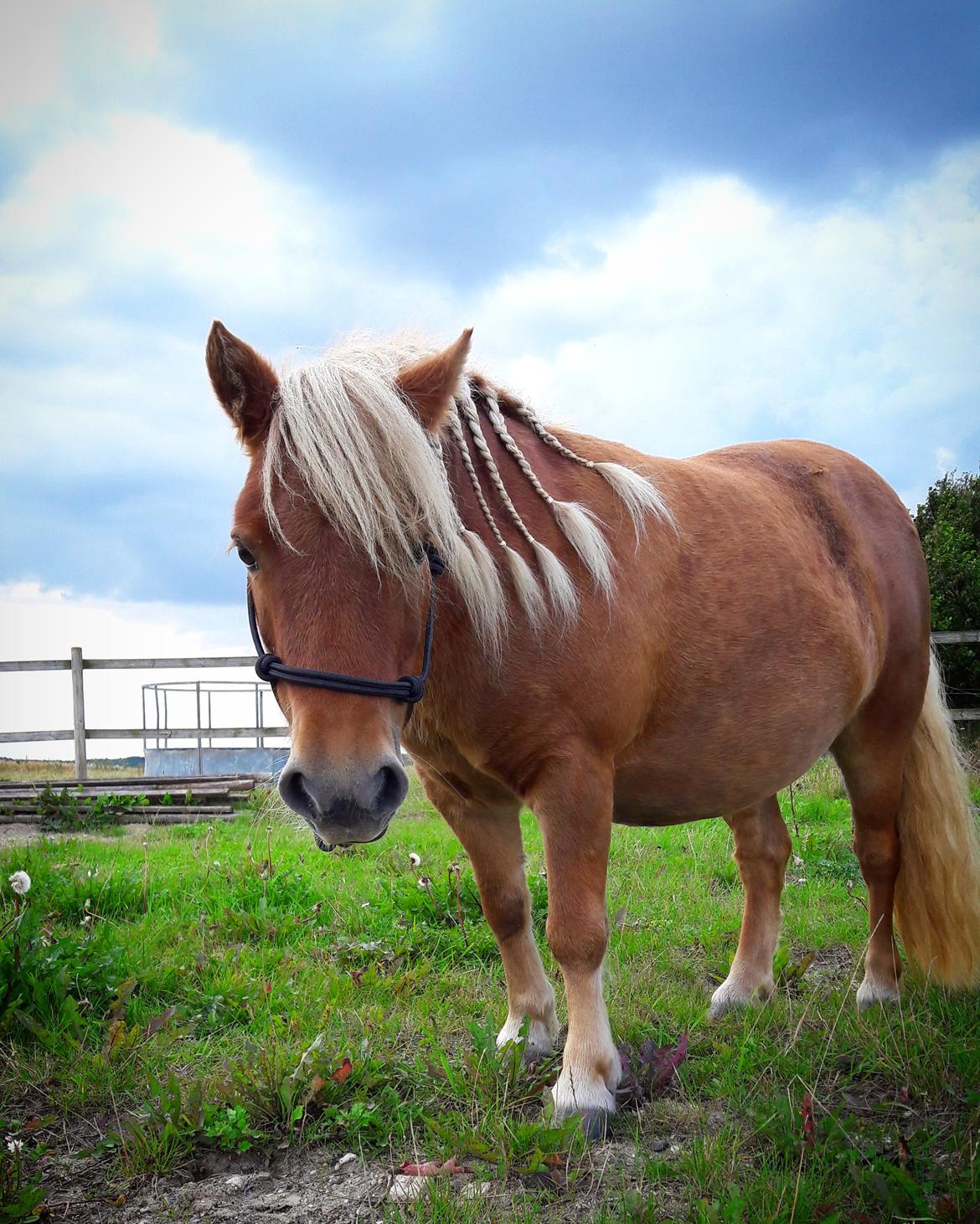 Shetlænder Flintdales Bjørk R.I.P  billede 2