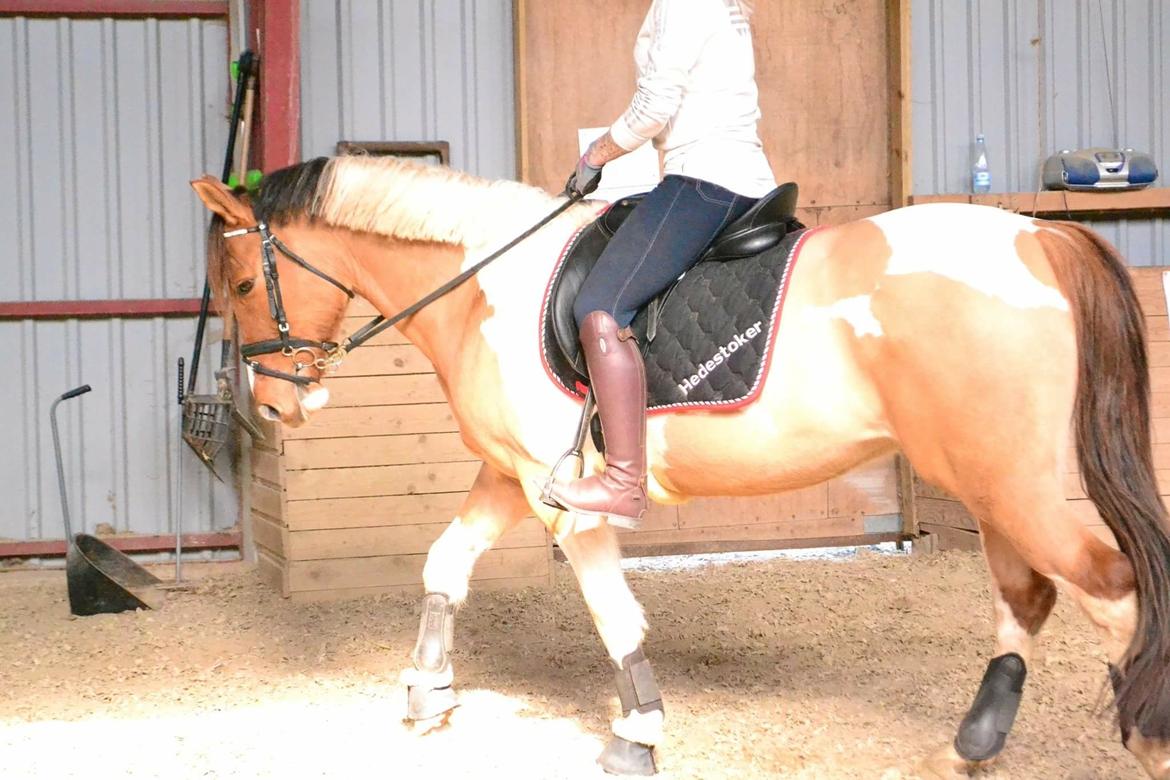 Anden særlig race Scirocco billede 34