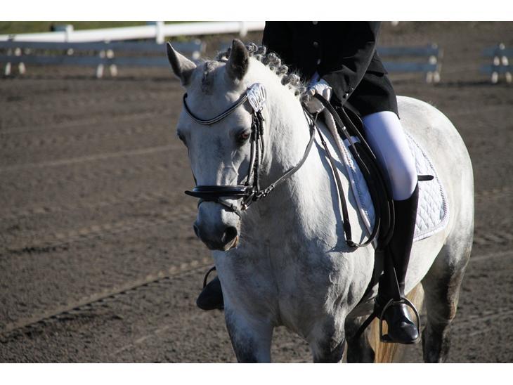 Connemara Maskenkols Honey Pie billede 11