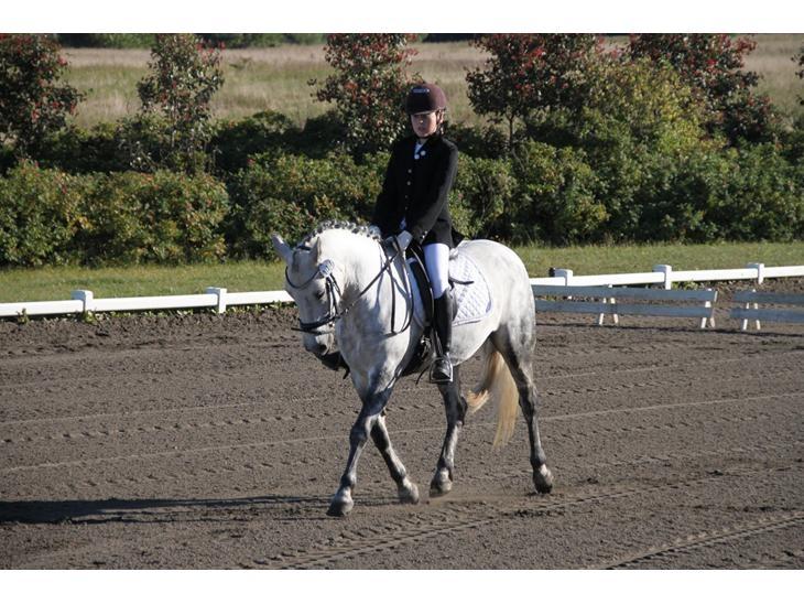 Connemara Maskenkols Honey Pie billede 13