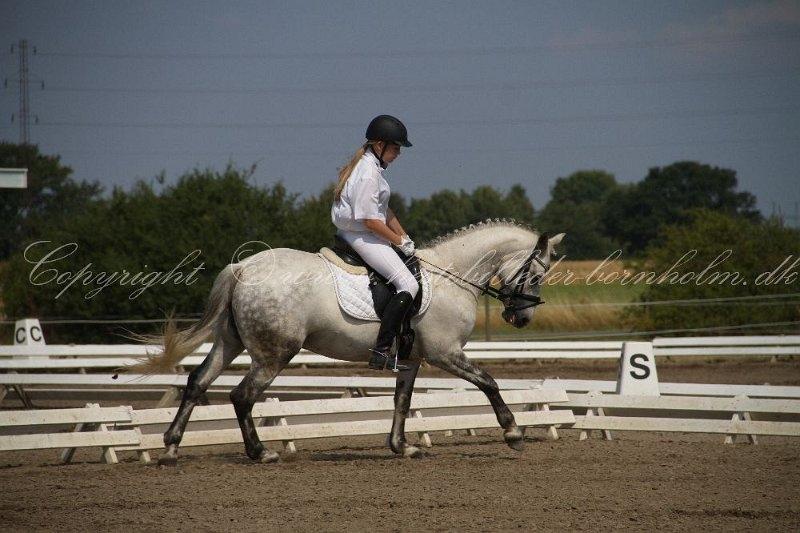 Connemara Maskenkols Honey Pie billede 16