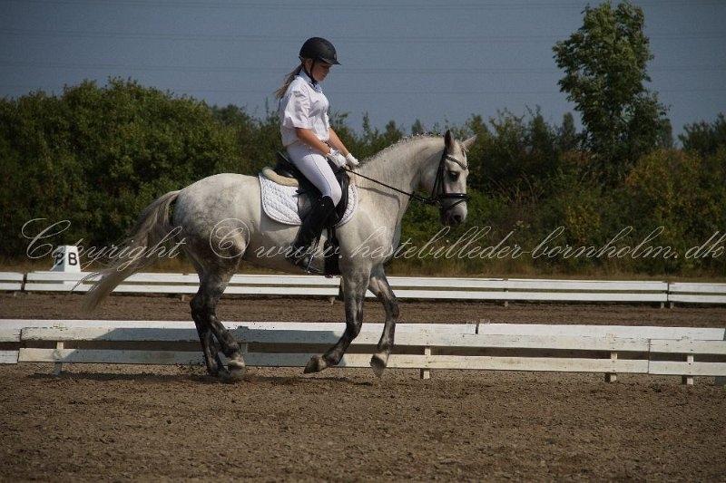 Connemara Maskenkols Honey Pie billede 17