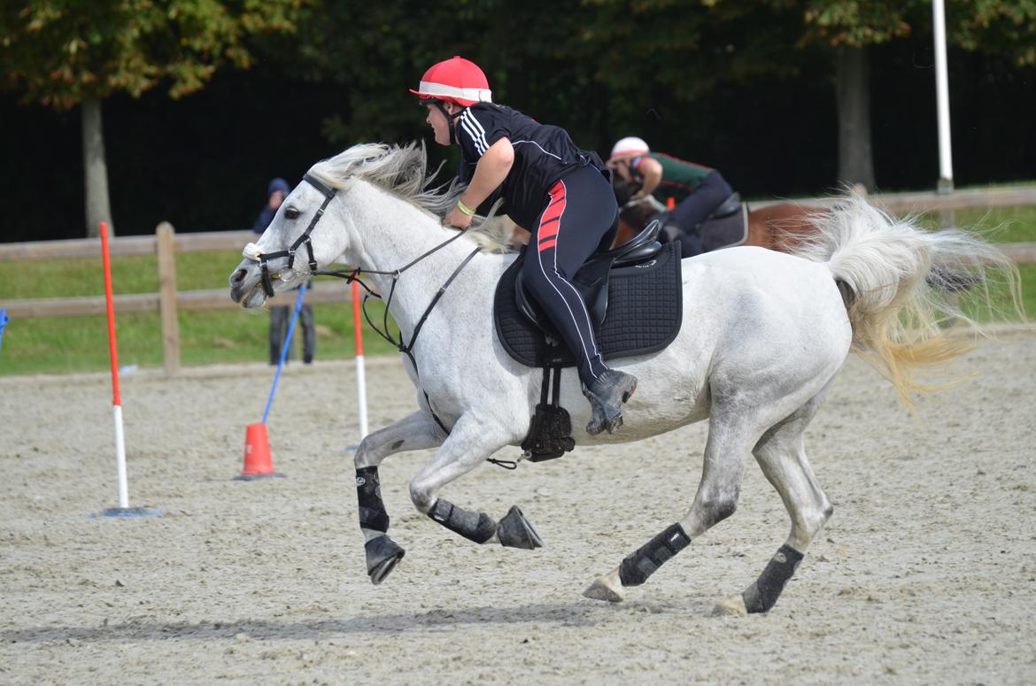 DSP Linette // Lynette - VM par 2016! Jeg er så stolt og glad, vi blev nr. 4 i F finalen og dermed nr. 45 ud af 70 i alt <3 Fotograf: Palle Rasmussen billede 23