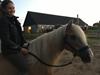 Haflinger Odessa