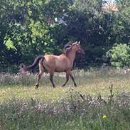 Anden særlig race Freja