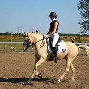 Palomino Butterfly