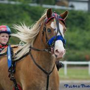 Anden særlig race Goodie Blue