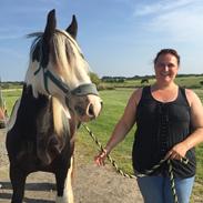 Irish Cob Sir Lancelot