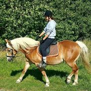 Haflinger Nikita