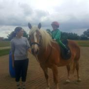 Haflinger Nikita