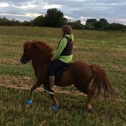 Islænder Gloa fra aloveragården 