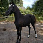 Welsh Partbred (Sec F) Struntze's Great Pleasure