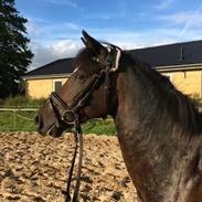 New Forest Fuglekildes Manly