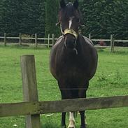 New Forest Fuglekildes Manly