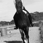 Anden særlig race Mirage Delight (SOLGT)