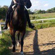 Anden særlig race Mirage Delight (SOLGT)