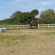 Anden særlig race Mirage Delight (SOLGT)