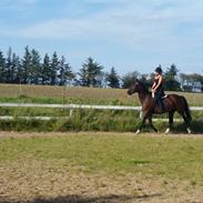 Anden særlig race Mirage Delight (SOLGT)