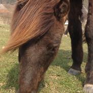 Islænder Andi fra Disavang