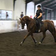 Dansk Varmblod Gørklintgårds odelli (R.I.P)