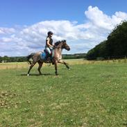 Anden særlig race Mario (låne pony)