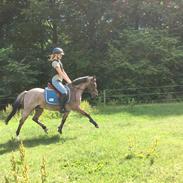 Anden særlig race Mario (låne pony)