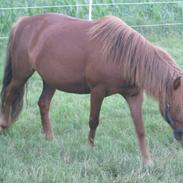 Anden særlig race Flicka (tidligere hest)