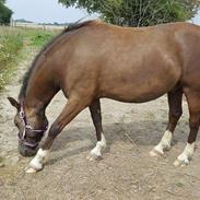Welsh Pony af Cob-type (sec C) Maylie Siawn 