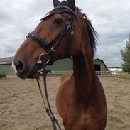 Dansk Varmblod Vienna Alfarvad