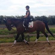 Dansk Varmblod Vienna Alfarvad