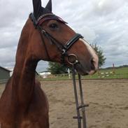 Dansk Varmblod Vienna Alfarvad