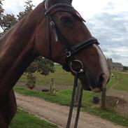 Dansk Varmblod Vienna Alfarvad