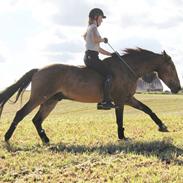 Anden særlig race Bøgeholms Macco