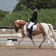 Pinto Hedegårdens safiro