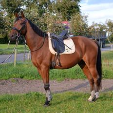 Anden særlig race Sofus