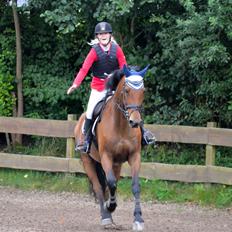 Dansk Varmblod Malu - S