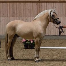 Fjordhest *avlshingst* Mosegårdens Lektor