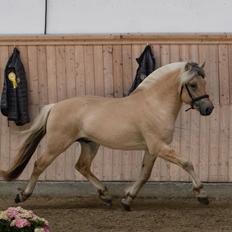 Fjordhest *avlshingst* Mosegårdens Lektor