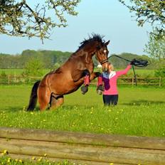 Dansk Varmblod Søkjær's spirit  R.I.P