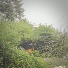 Anden særlig race Unica star