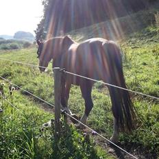 Anden særlig race Jasmin