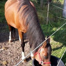 Anden særlig race Jasmin