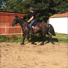 Anden særlig race Frejse (Freja) solgt