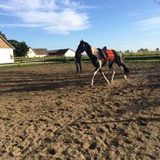 Barockpferd Jumanji af bjørholm <3 solgt<3