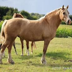Welsh Cob (sec D) Rosalinde