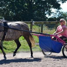 Welsh Partbred (Sec F) Tracy