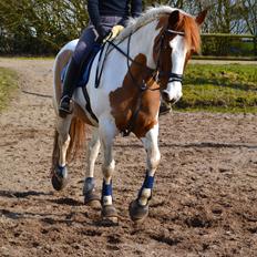 Anden særlig race Aine<3